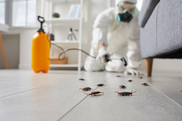 Commercial Kitchen Cockroach Control in Itasca